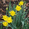 Spring In BC Cleveland Dam